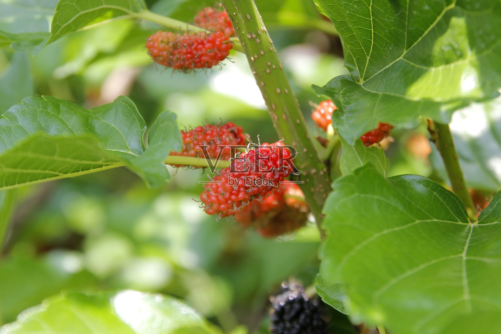 有机农场桑树上的果实照片摄影图片