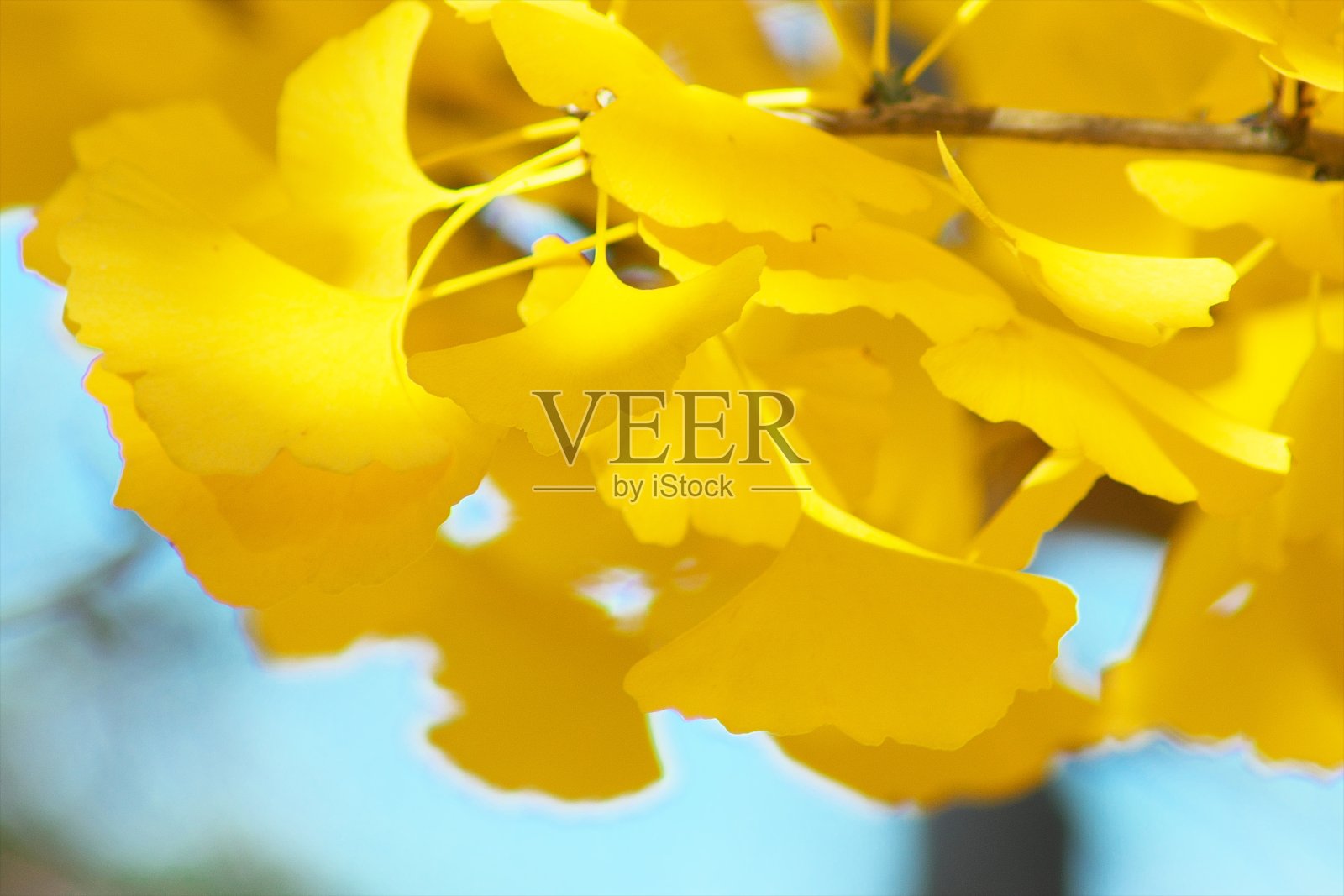 银杏在秋天的形象照片摄影图片