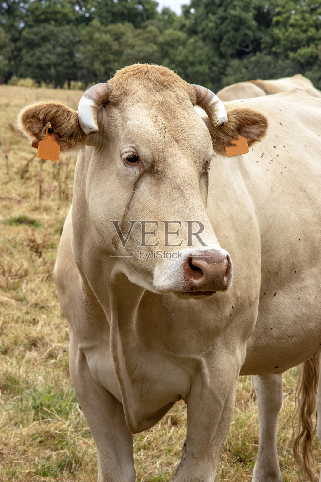 金发的阿基坦奶牛特写照片摄影图片