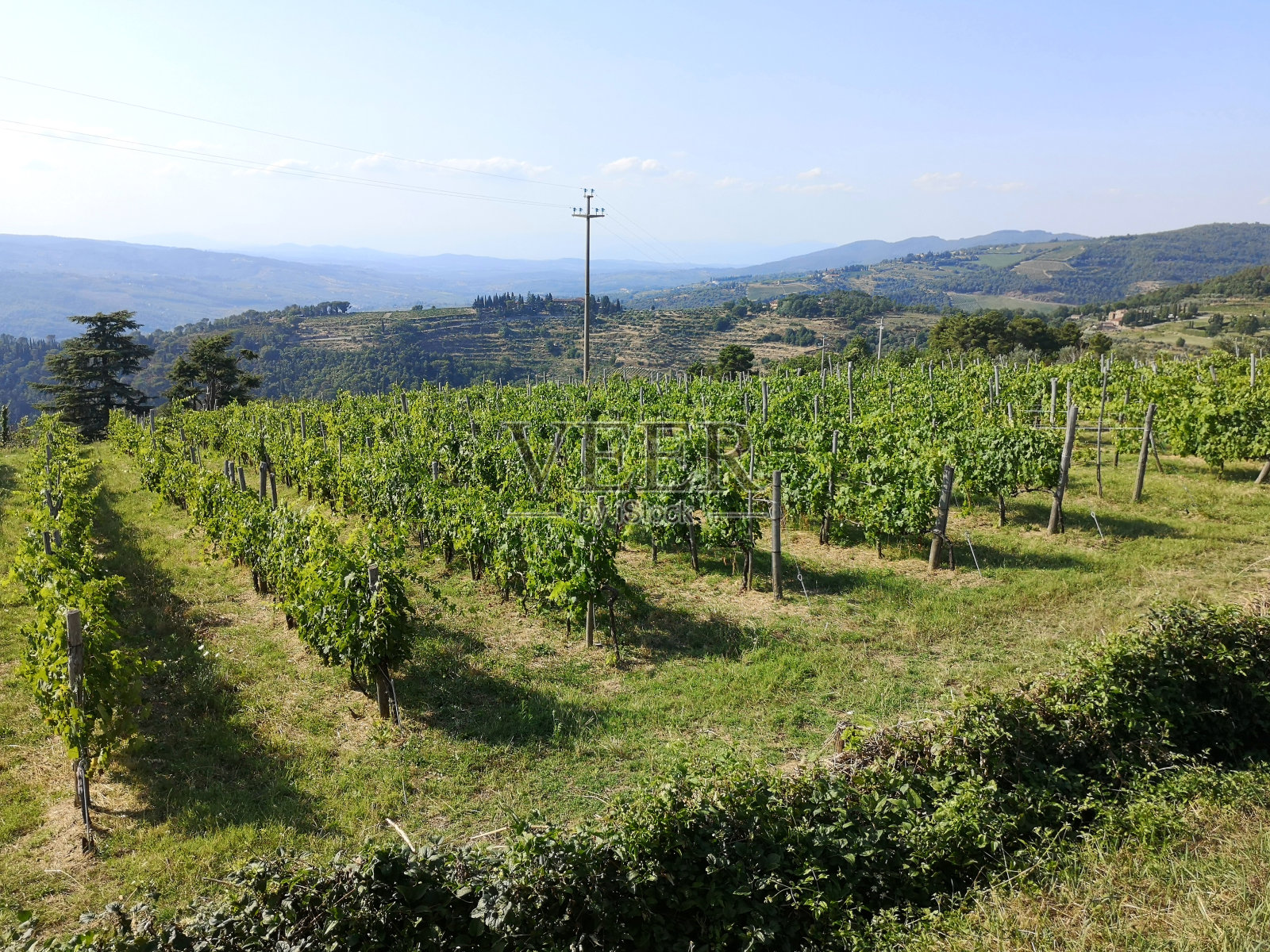 葡萄园在拉莫勒,佛罗伦萨省,托斯卡纳照片摄影图片