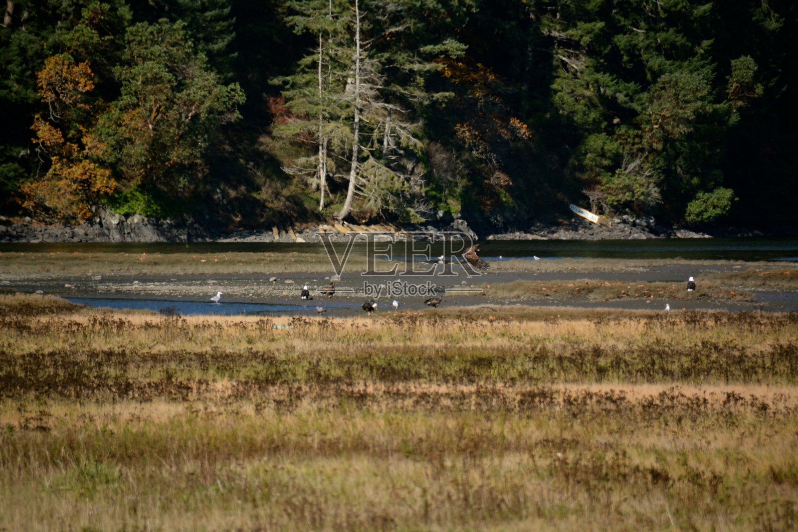 大麻哈鱼产卵照片摄影图片
