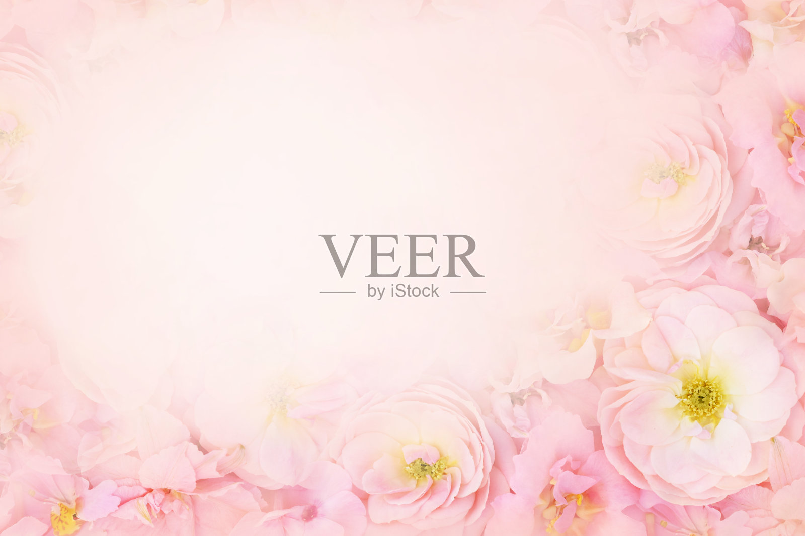 夏天娇嫩的玫瑰朵朵或粉红色的春天盛开的鲜花喜庆的背景照片摄影图片