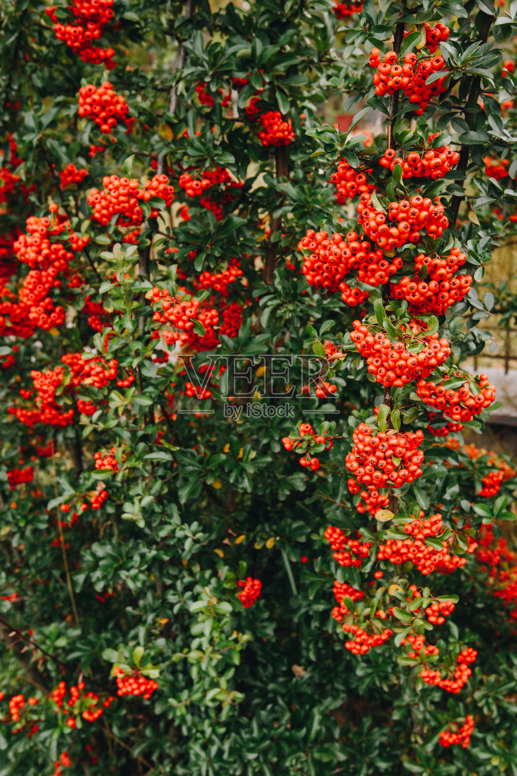 一簇簇鲜红多汁的火棘植物浆果。火棘coccinea。常绿的浓密的灌木在秋天照片摄影图片