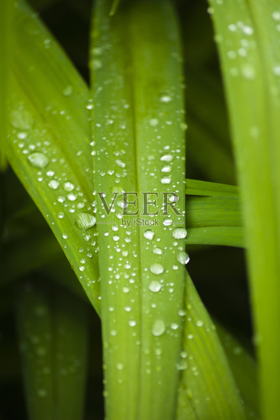 草在雨滴照片摄影图片