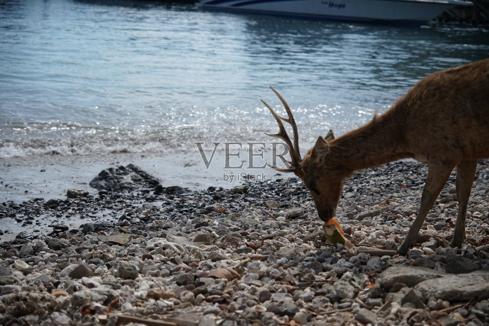 海滩附近的鹿照片摄影图片