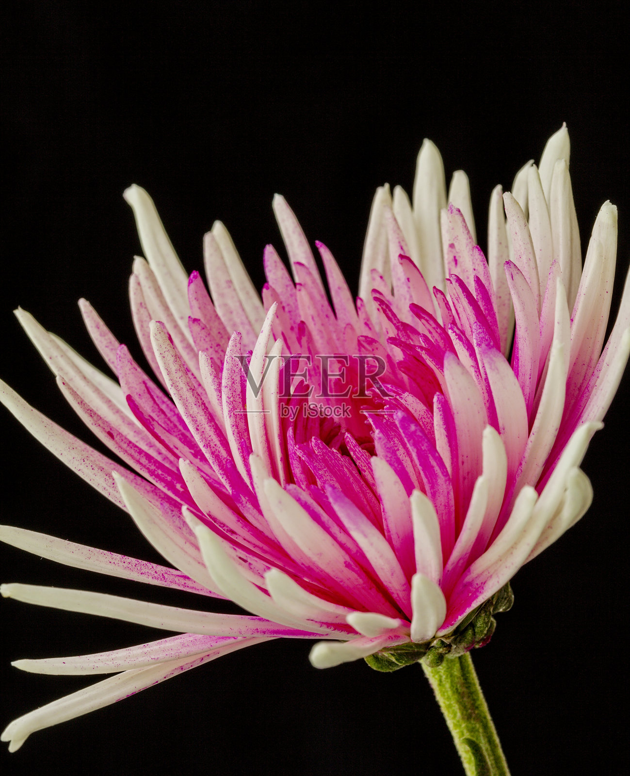 粉红色的菊花照片摄影图片