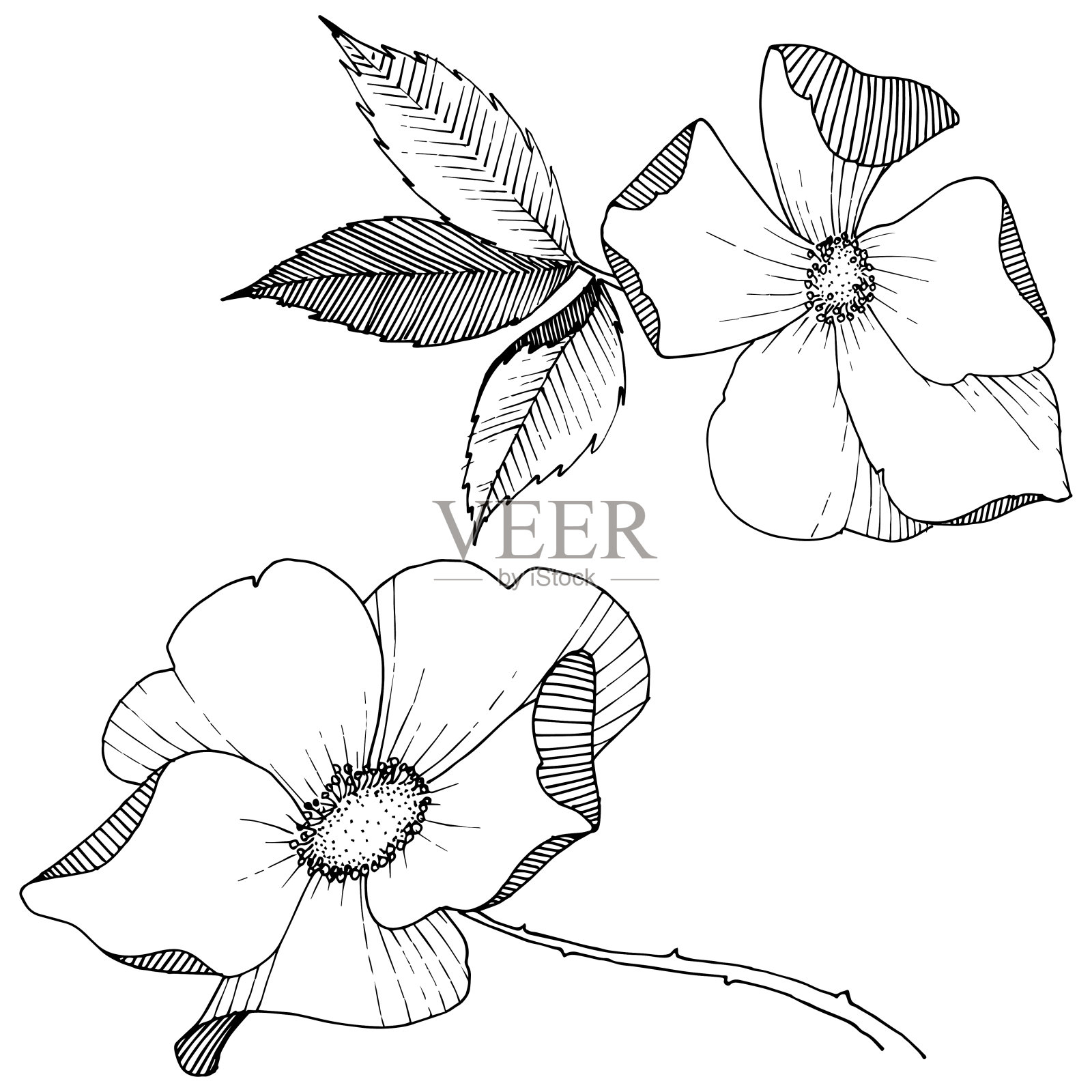 野玫瑰在一个载体风格孤立。插画图片素材