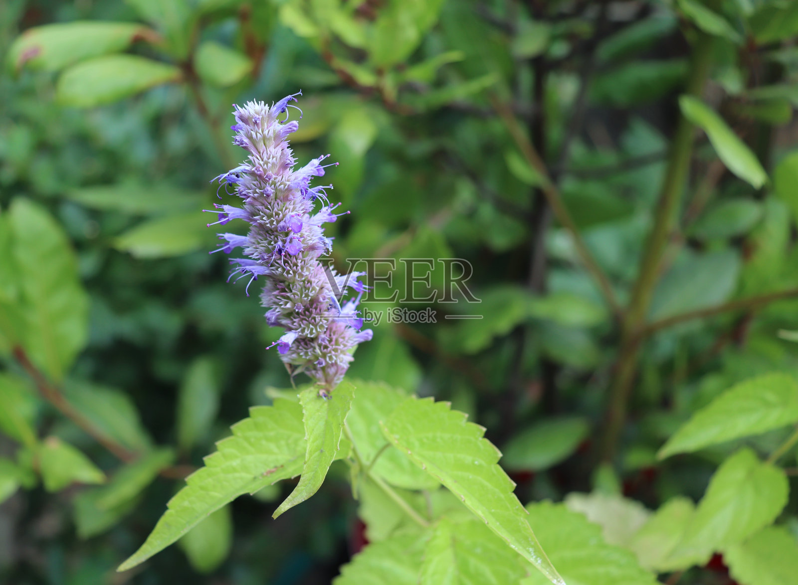 藿香是一种药用和观赏植物。俗称韩国造币厂。花园里的草药。照片摄影图片
