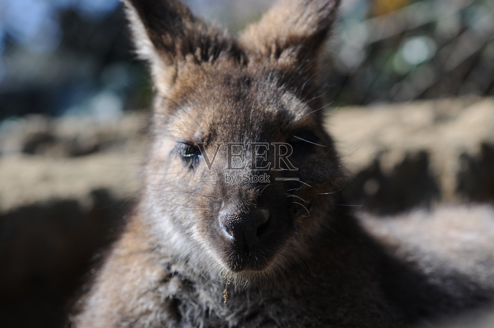 袋鼠盯着照片摄影图片