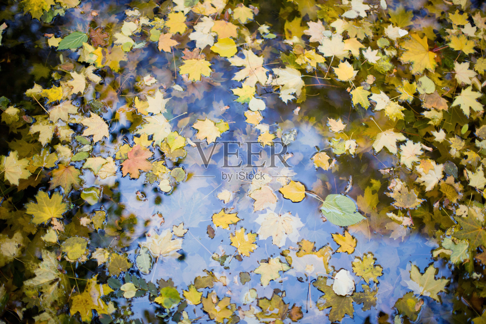 秋水里的枫叶照片摄影图片