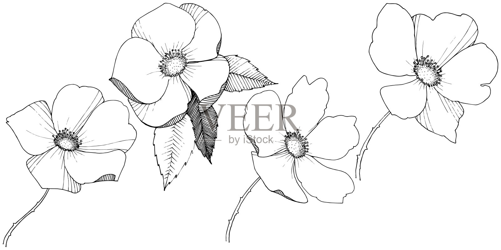 野玫瑰在一个载体风格孤立。插画图片素材