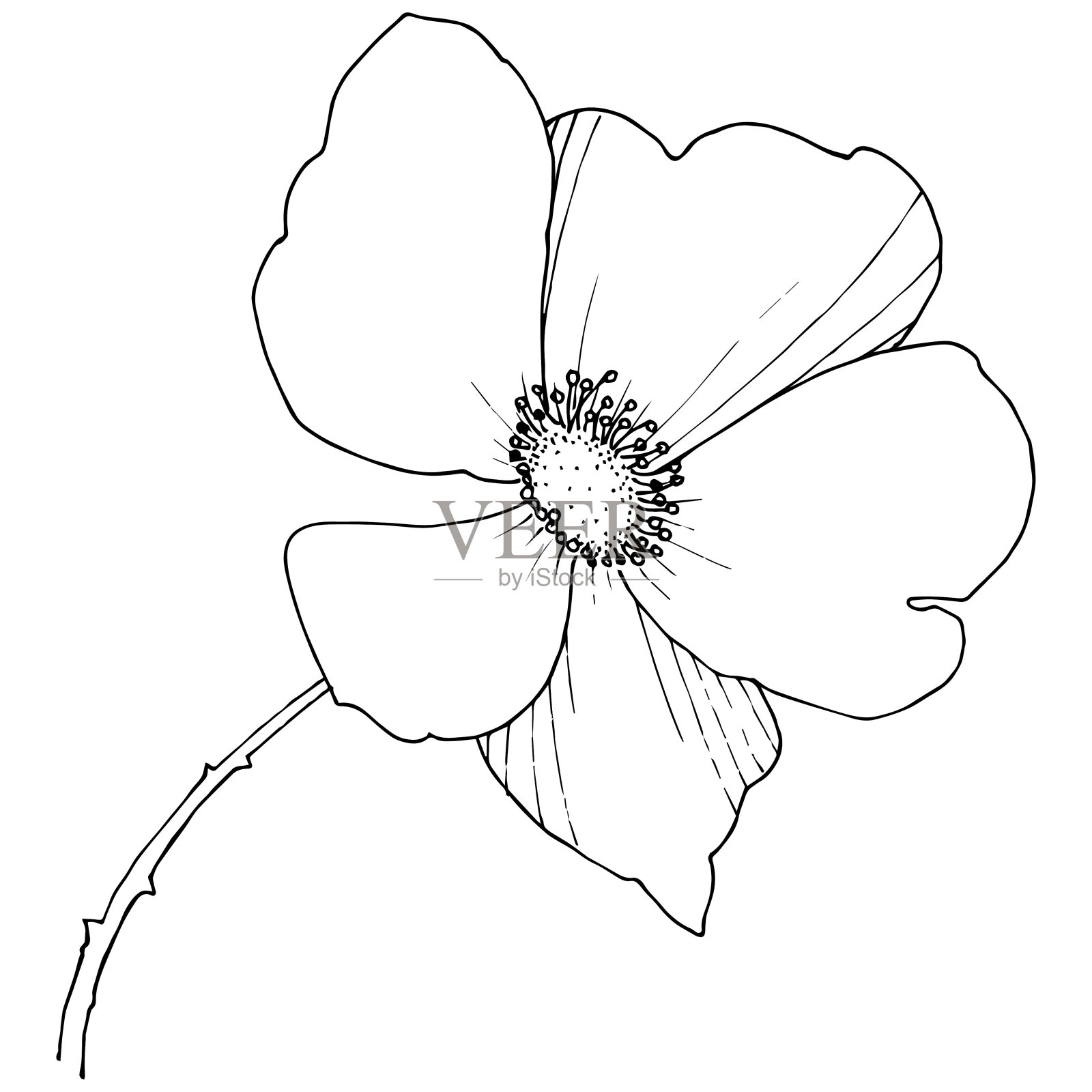 野玫瑰在一个载体风格孤立。插画图片素材