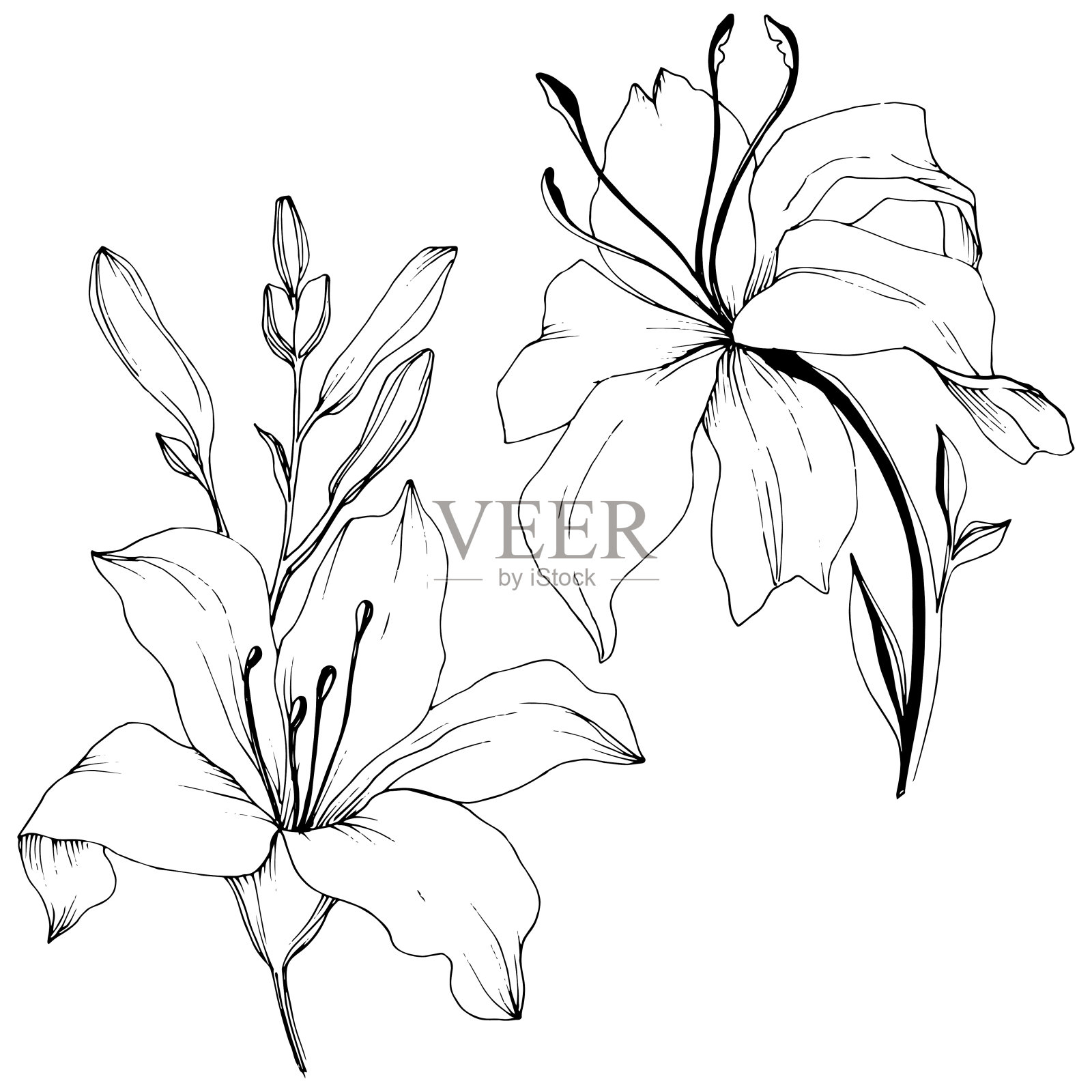 野花百合在一个矢量风格孤立。黑白篆刻水墨艺术。插画图片素材