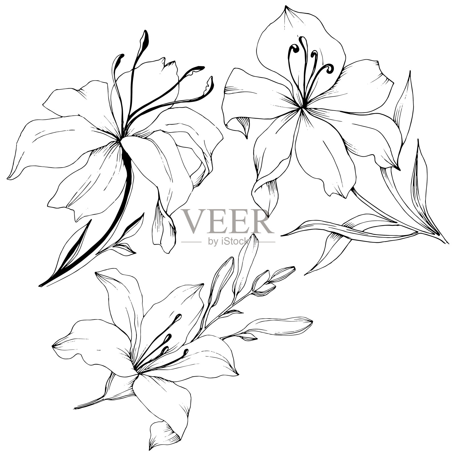 野花百合在一个矢量风格孤立。黑白篆刻水墨艺术。插画图片素材