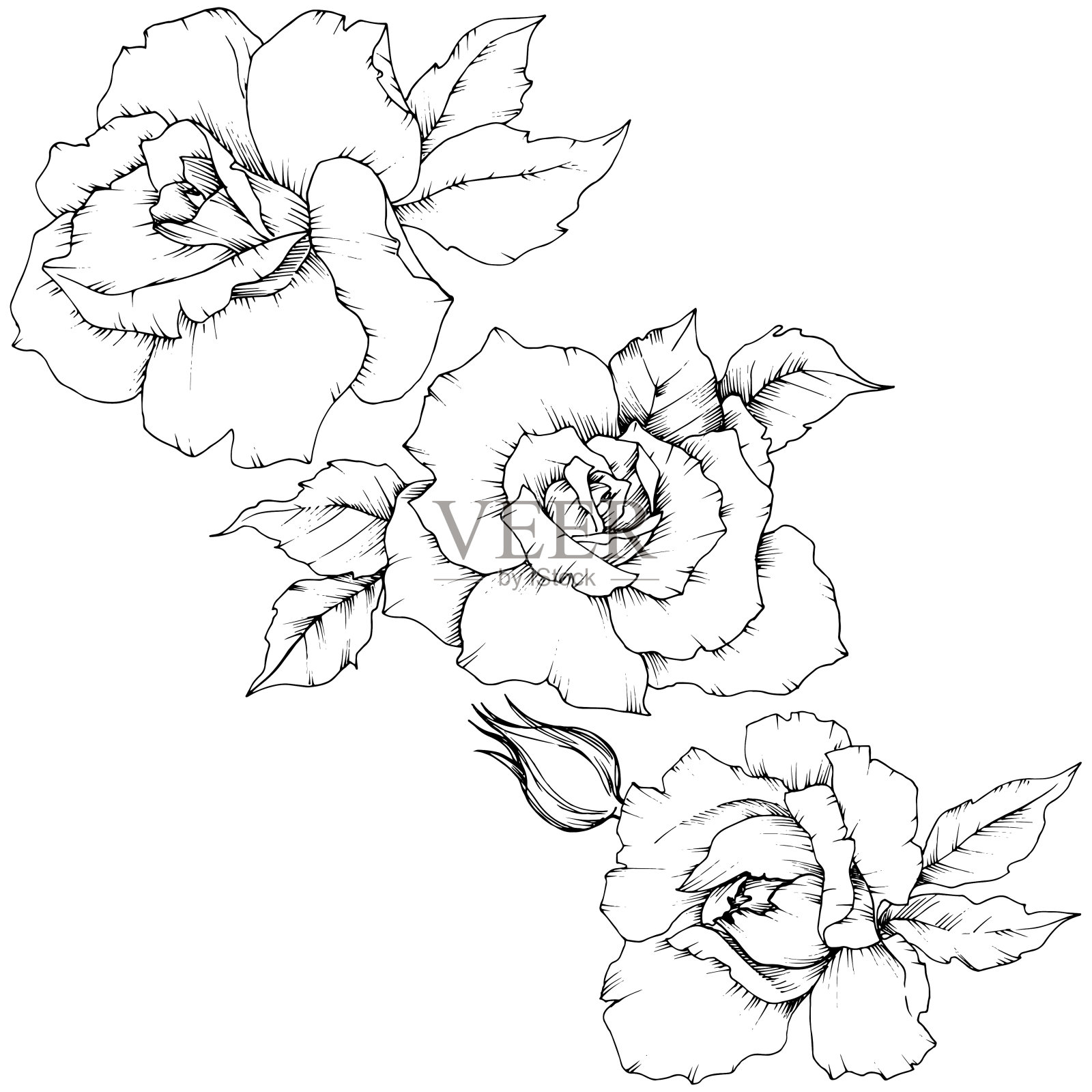 玫瑰花在一个矢量花柱孤立。插画图片素材