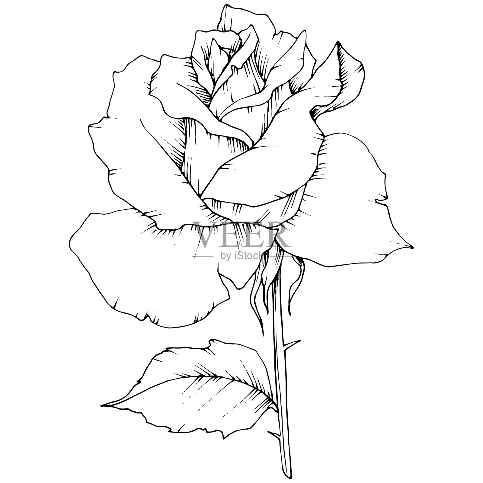 玫瑰花在一个矢量花柱孤立。插画图片素材