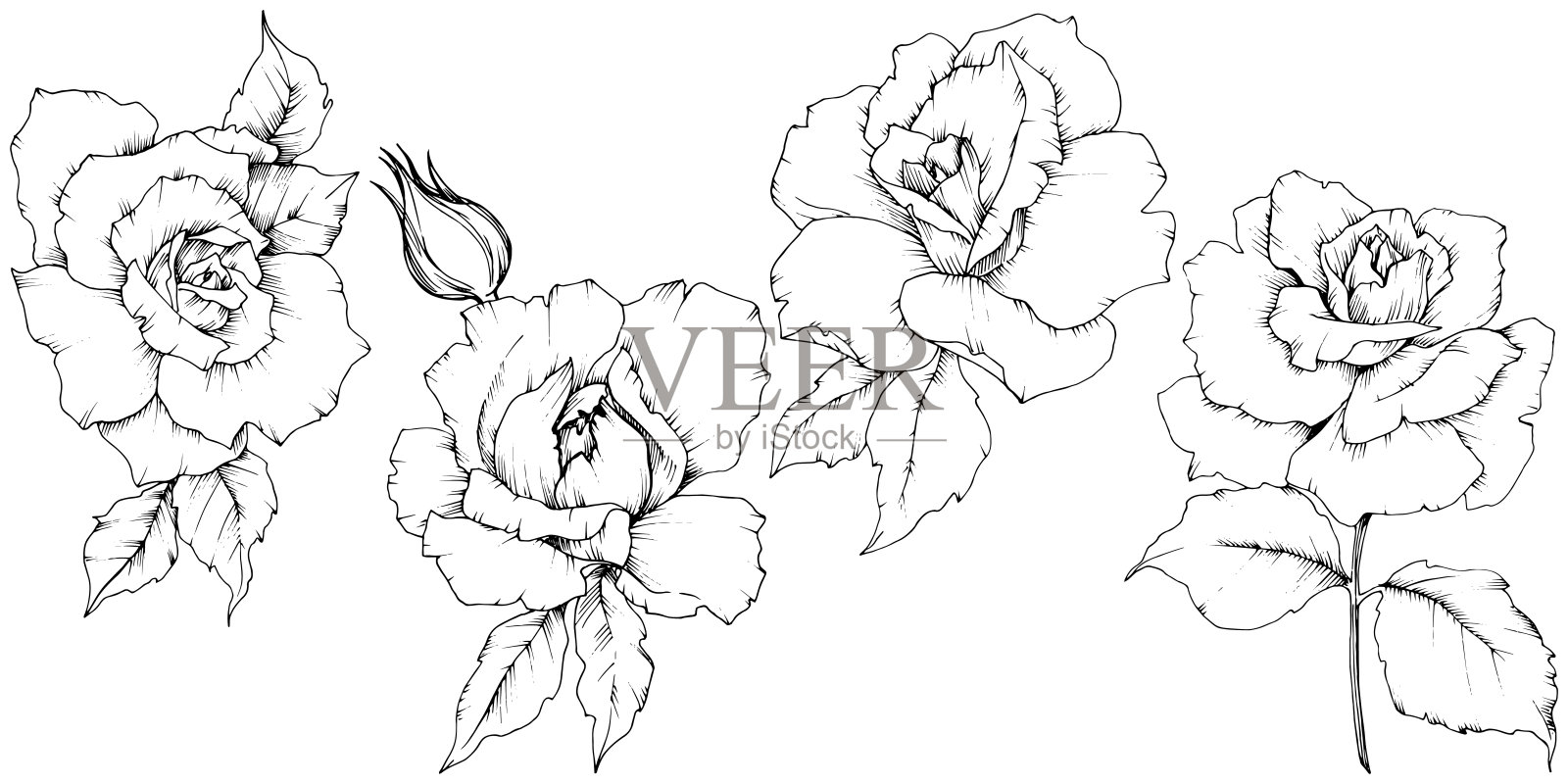 玫瑰花在一个矢量花柱孤立。插画图片素材