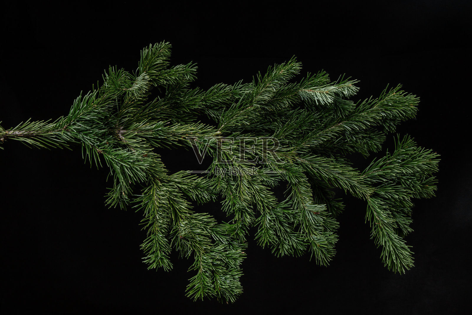 圣诞绿色云杉枝在黑色的背景照片摄影图片