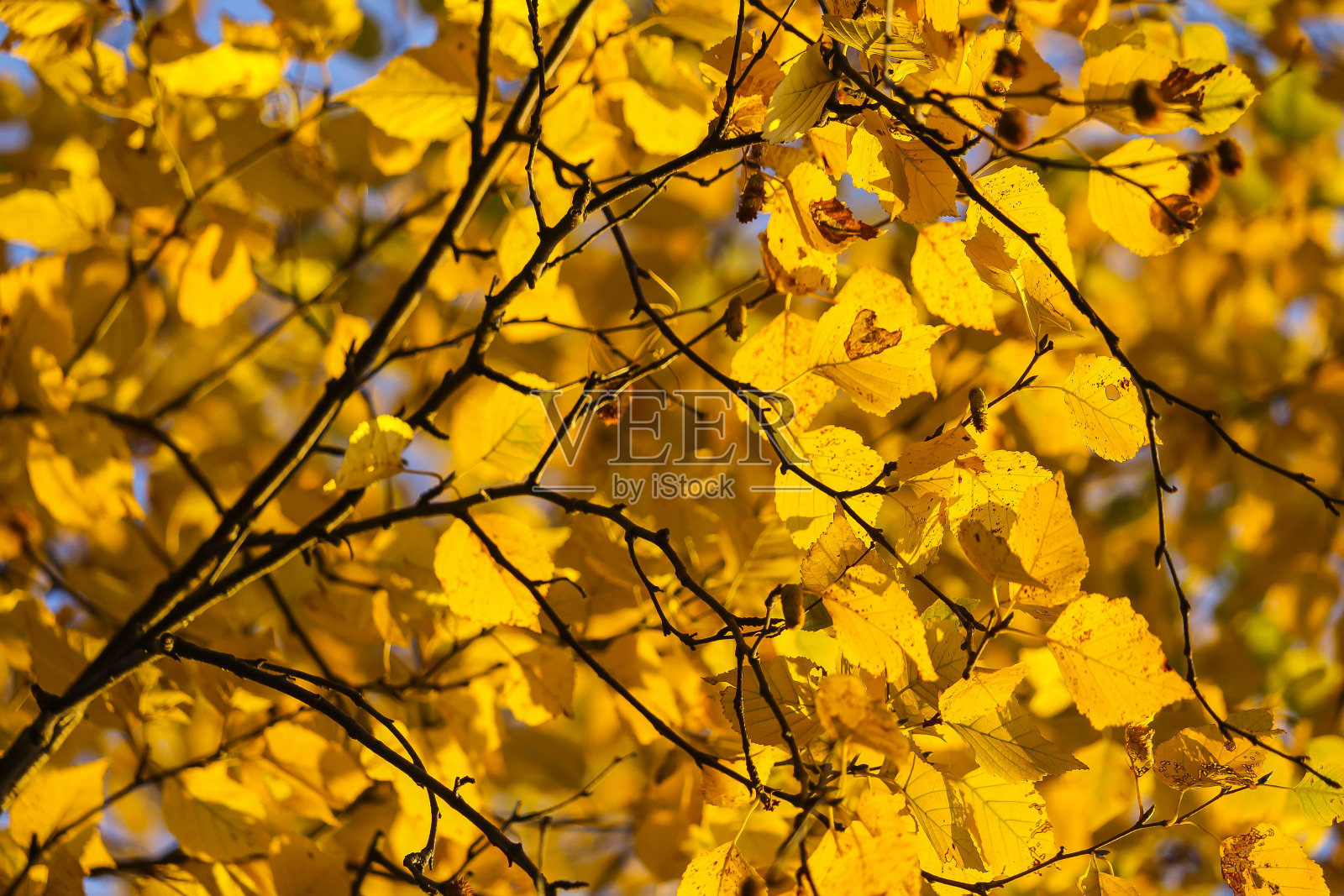 秋天五颜六色美丽的枫叶照片摄影图片