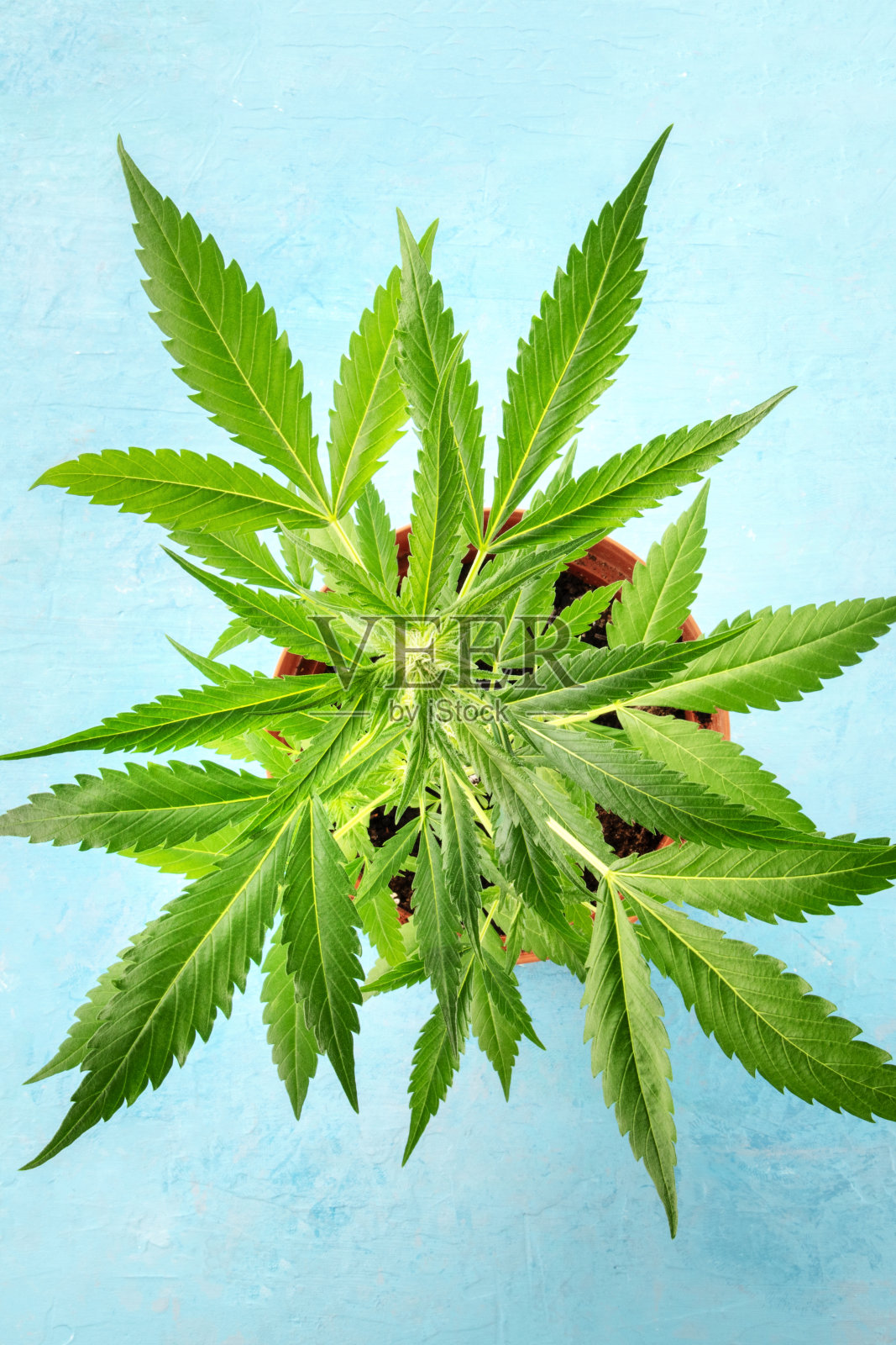 大麻花蕾具白色柱头,花期早。盆栽大麻,在家种植大麻照片摄影图片