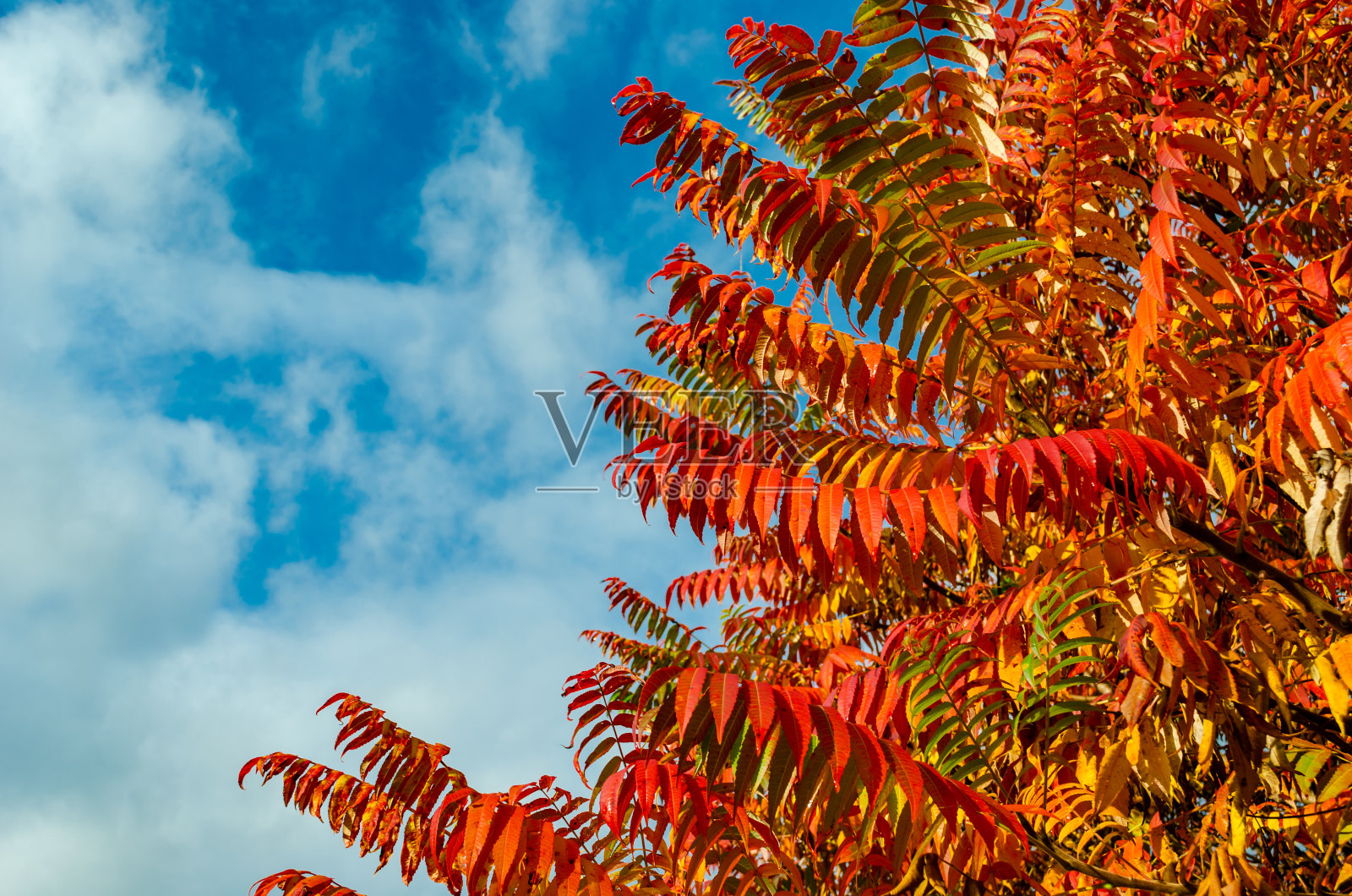 秋叶与蓝天和白云的背景照片摄影图片