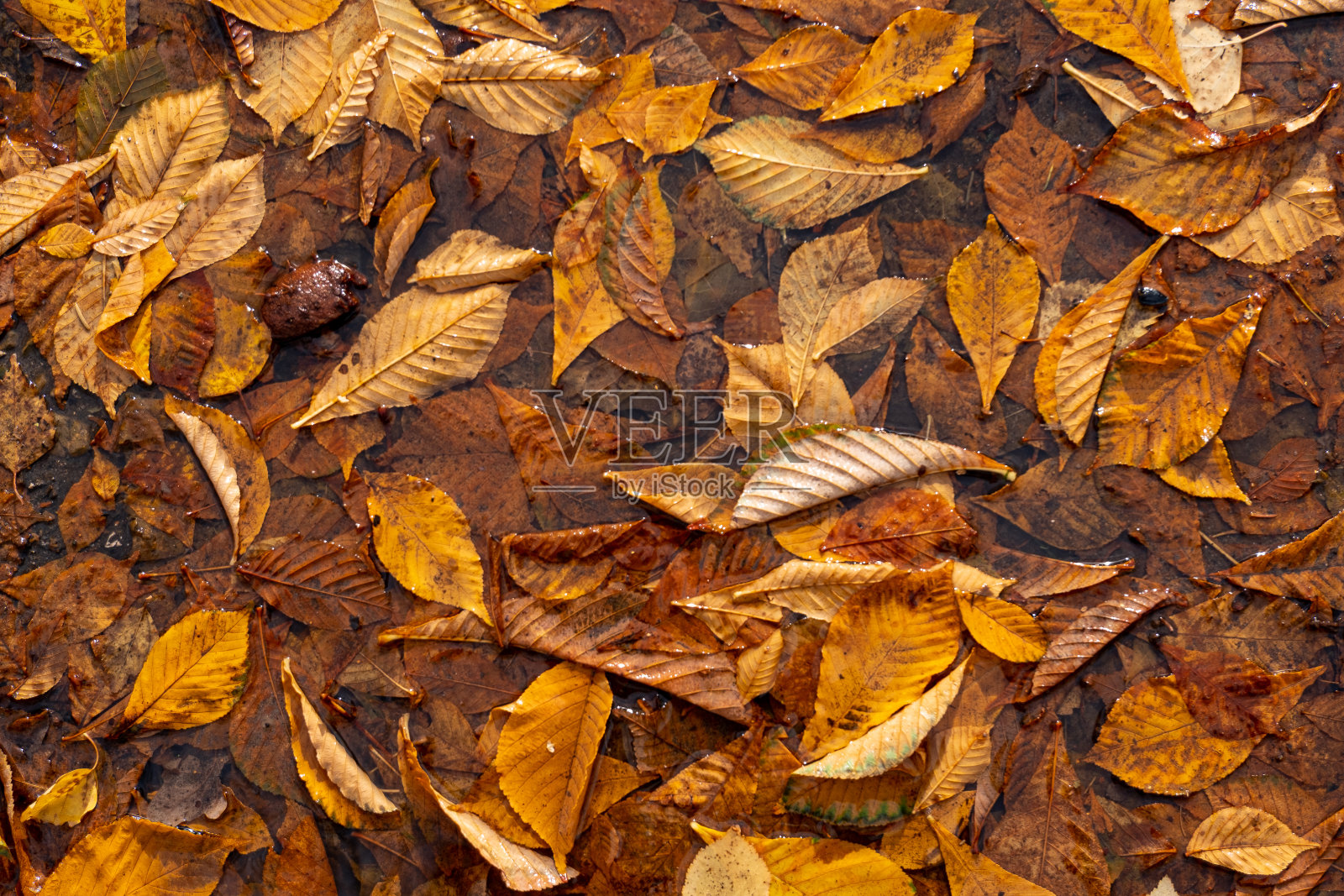 秋叶背景。色彩斑斓的秋天照片摄影图片