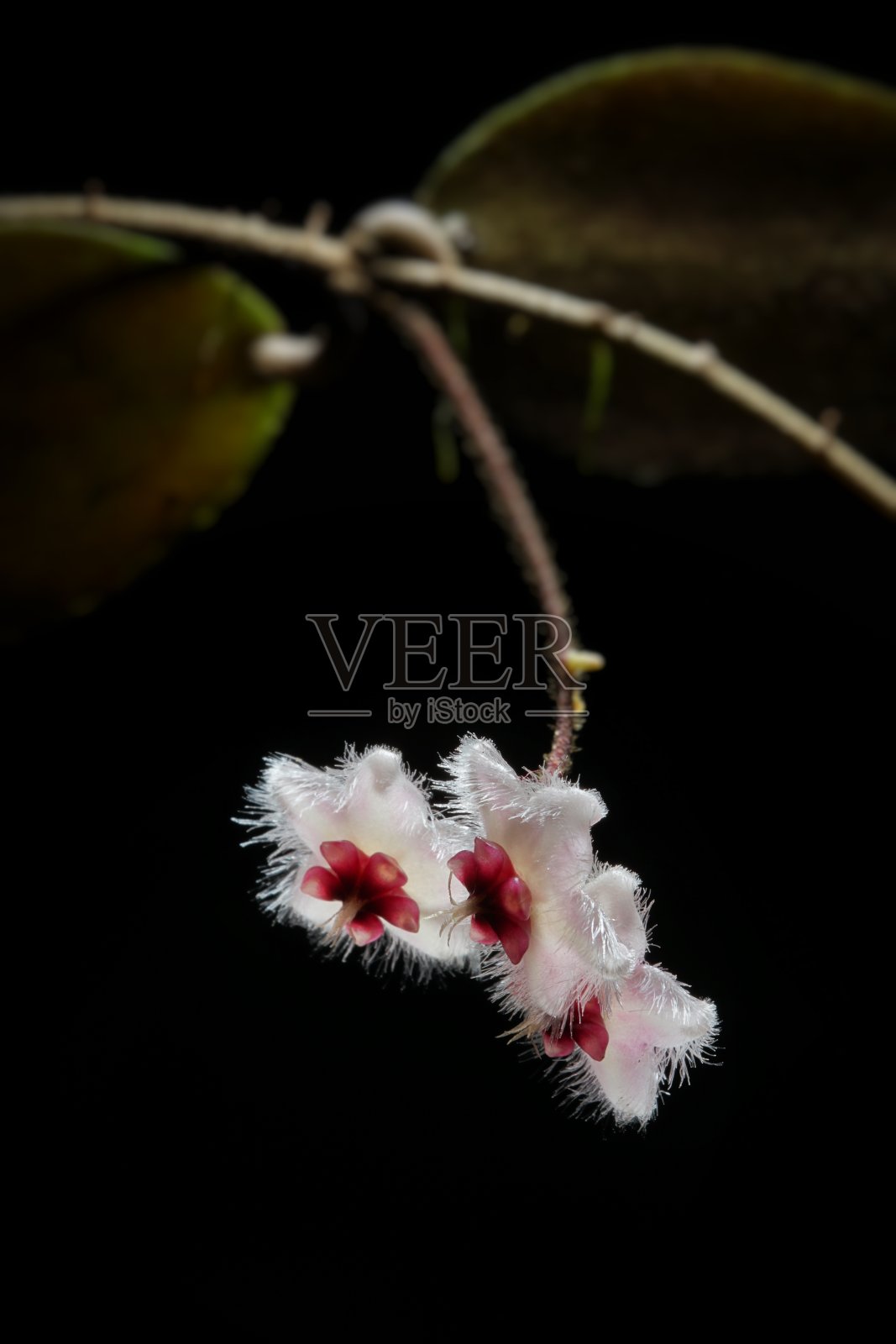 霍亚花在黑色背景上的静物摄影。照片摄影图片