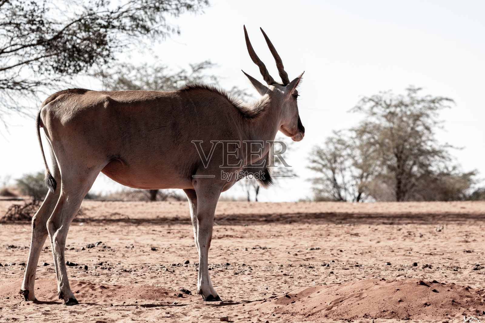 埃托沙国家公园的动物照片摄影图片