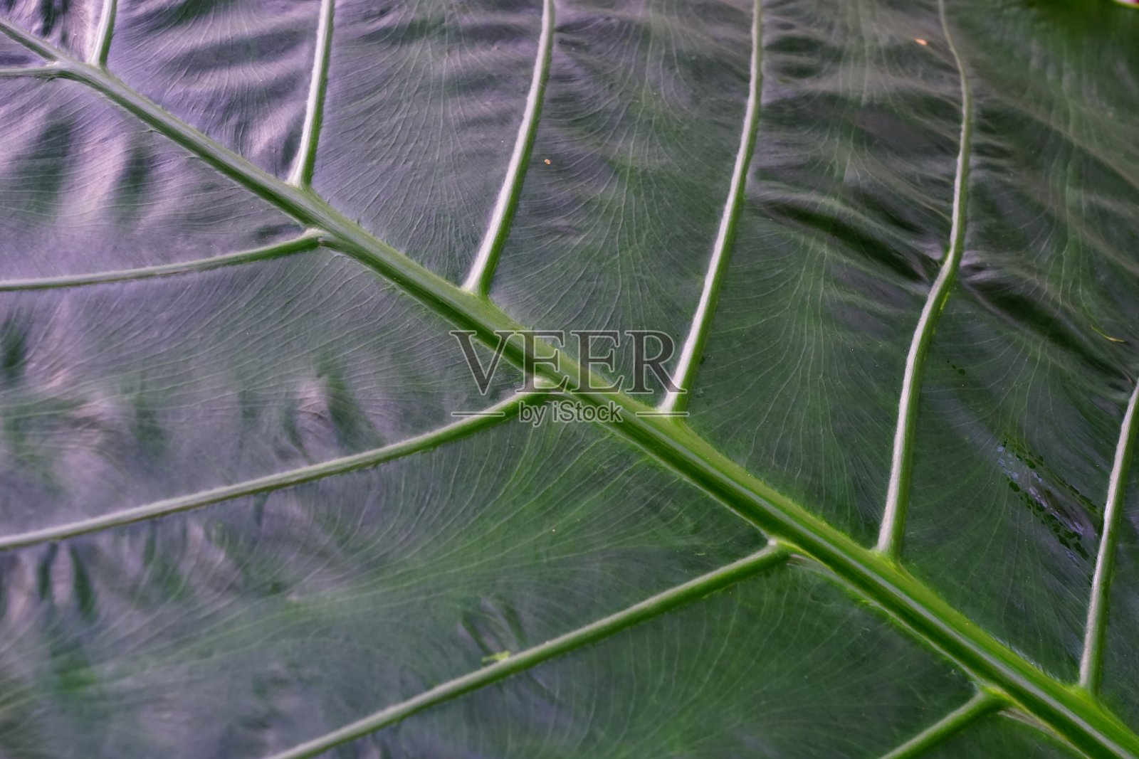 热带棕榈叶纹理背景照片摄影图片