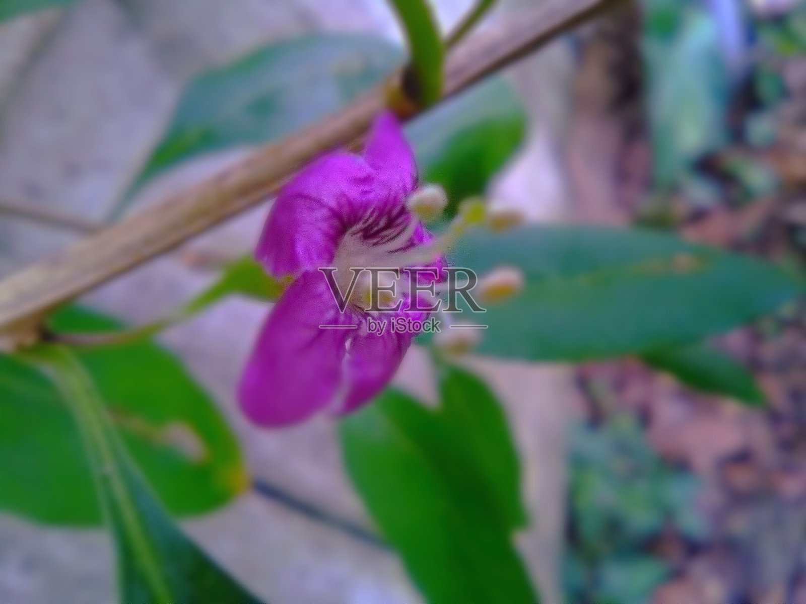 喜玛拉雅枸杞开花照片摄影图片