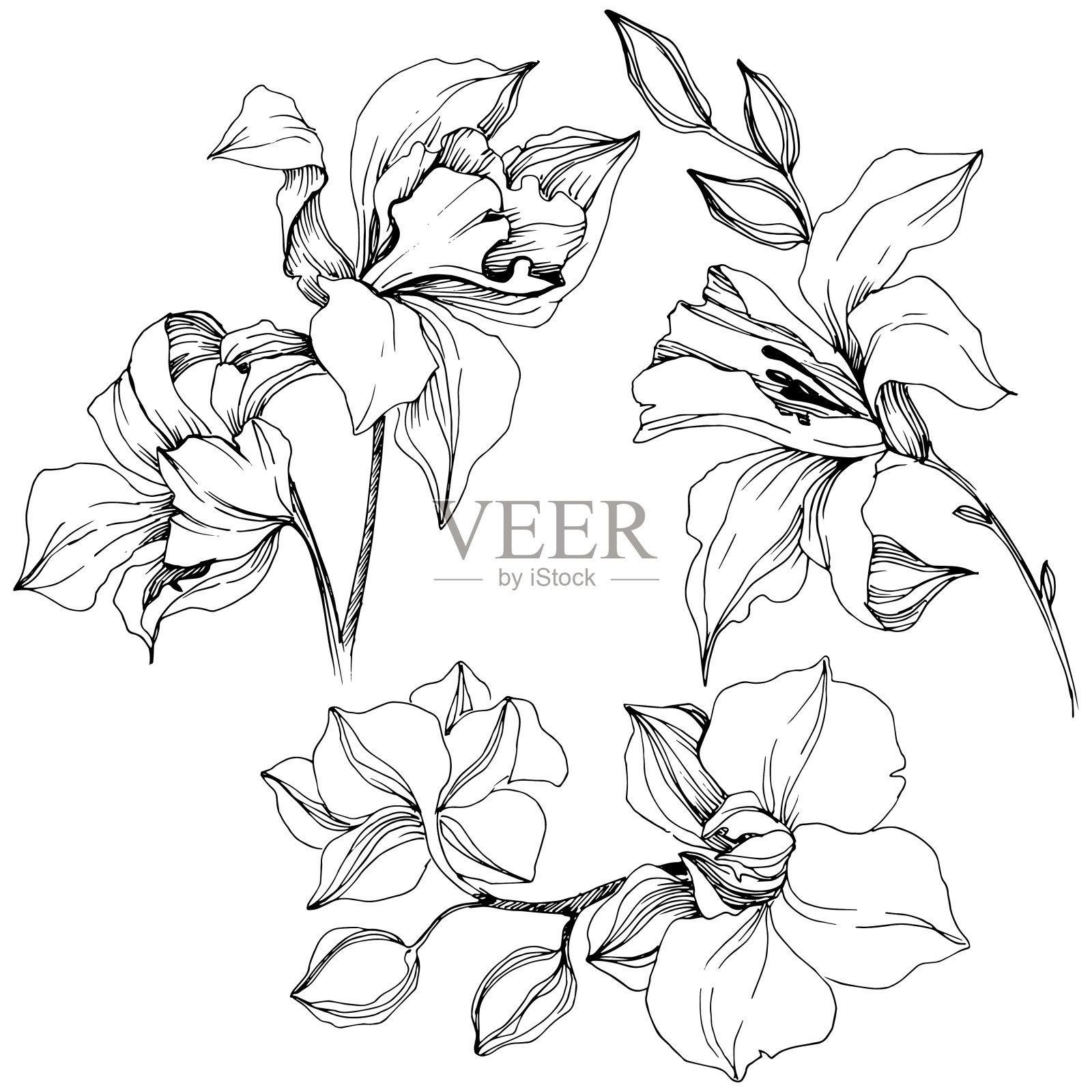 矢量热带兰花花。孤立的插画元素。插画图片素材