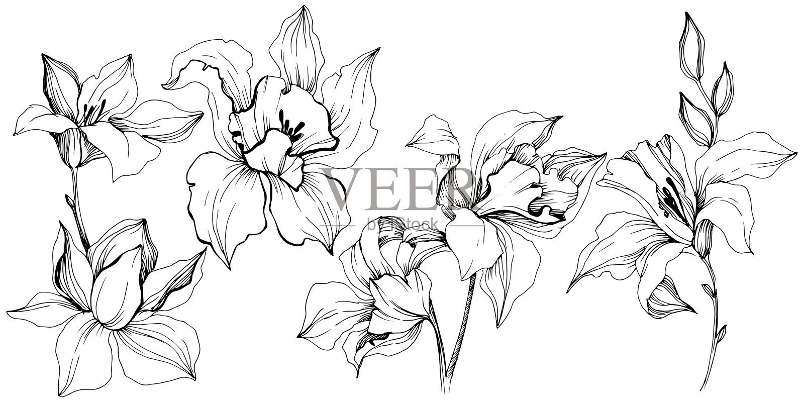 矢量热带兰花花。孤立的插画元素。插画图片素材