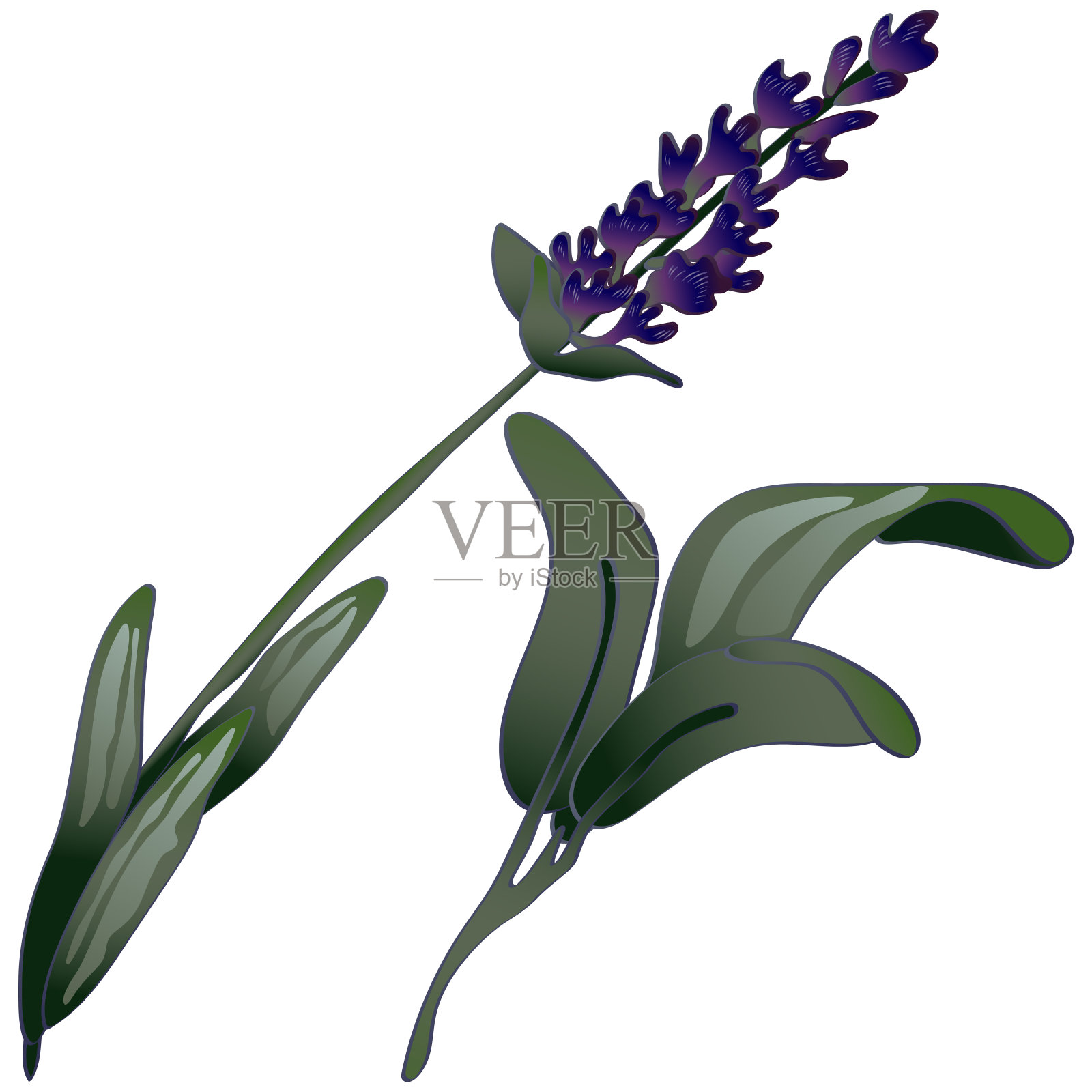 薰衣草花在一个矢量风格孤立。艺术雕刻墨水。插画图片素材