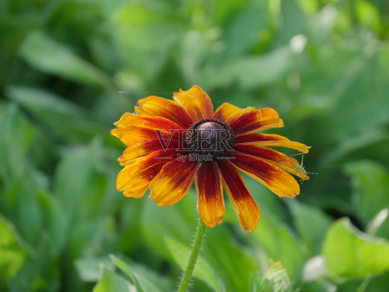 黑眼苏珊花照片摄影图片