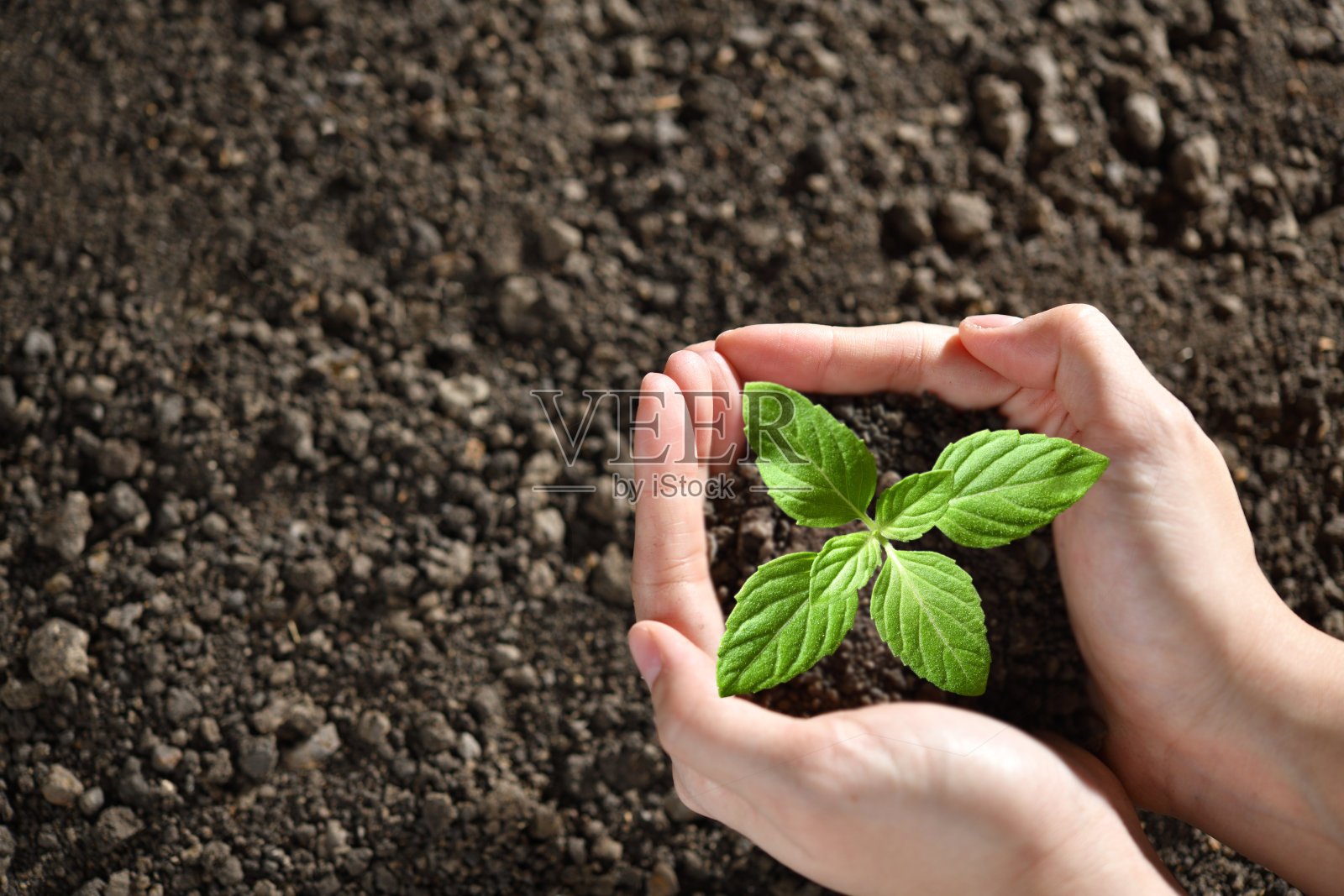 牵手呵护一株绿色的幼苗照片摄影图片