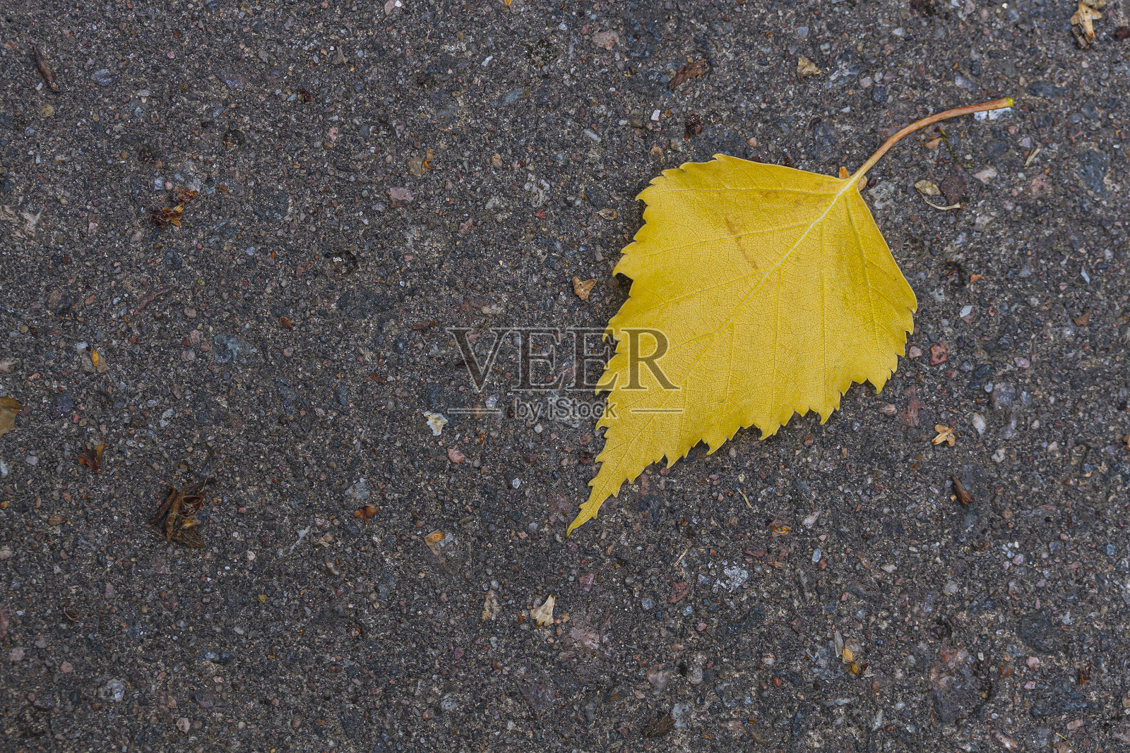 黄叶白桦树在小径上。照片摄影图片