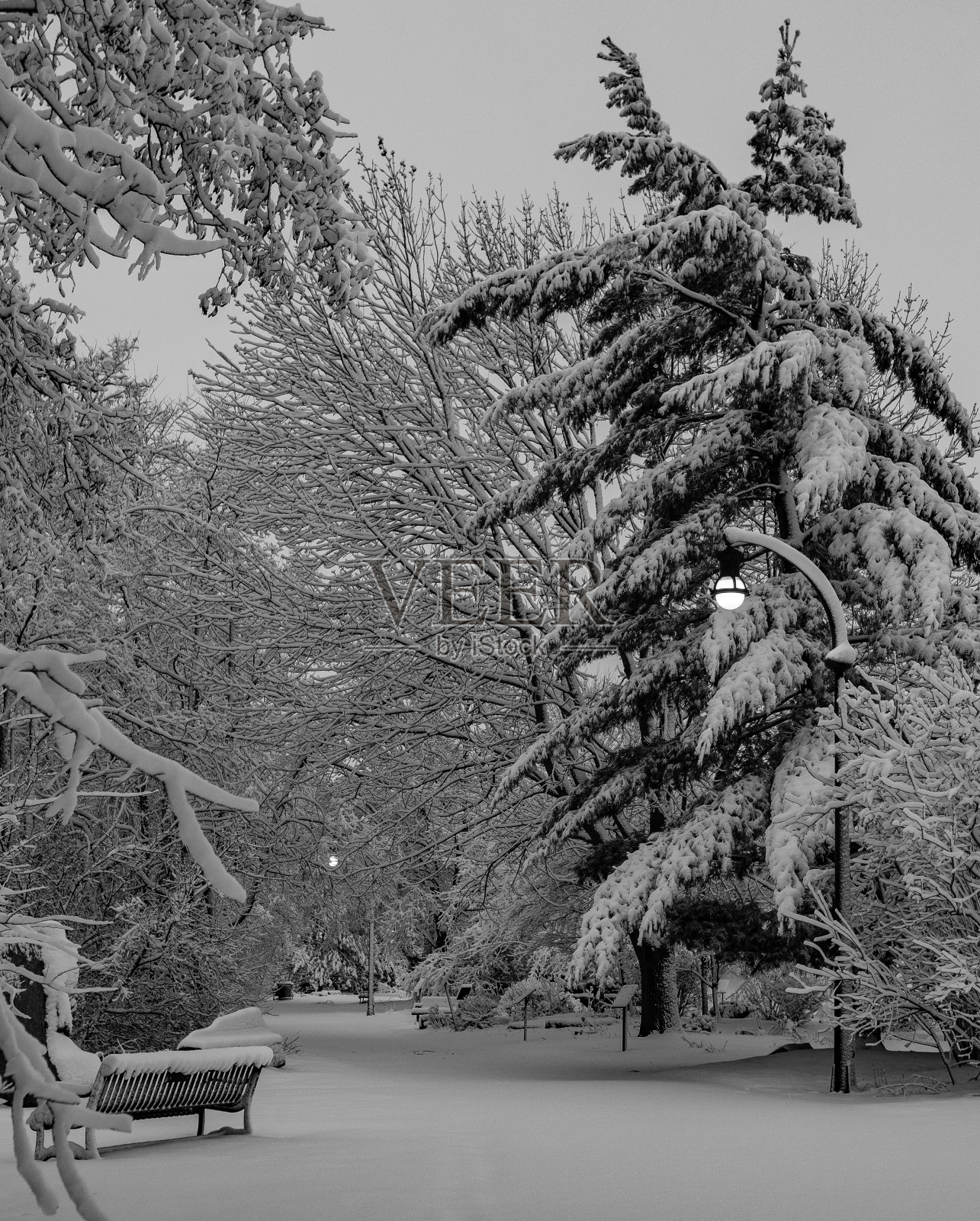 新鲜的雪照片摄影图片