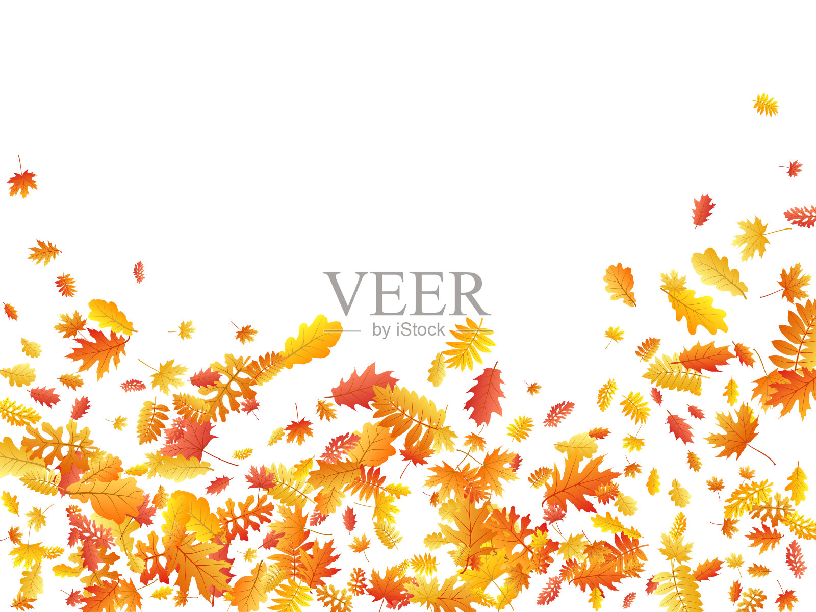 橡树,枫树,野白蜡花叶矢量,秋叶上白色背景。插画图片素材