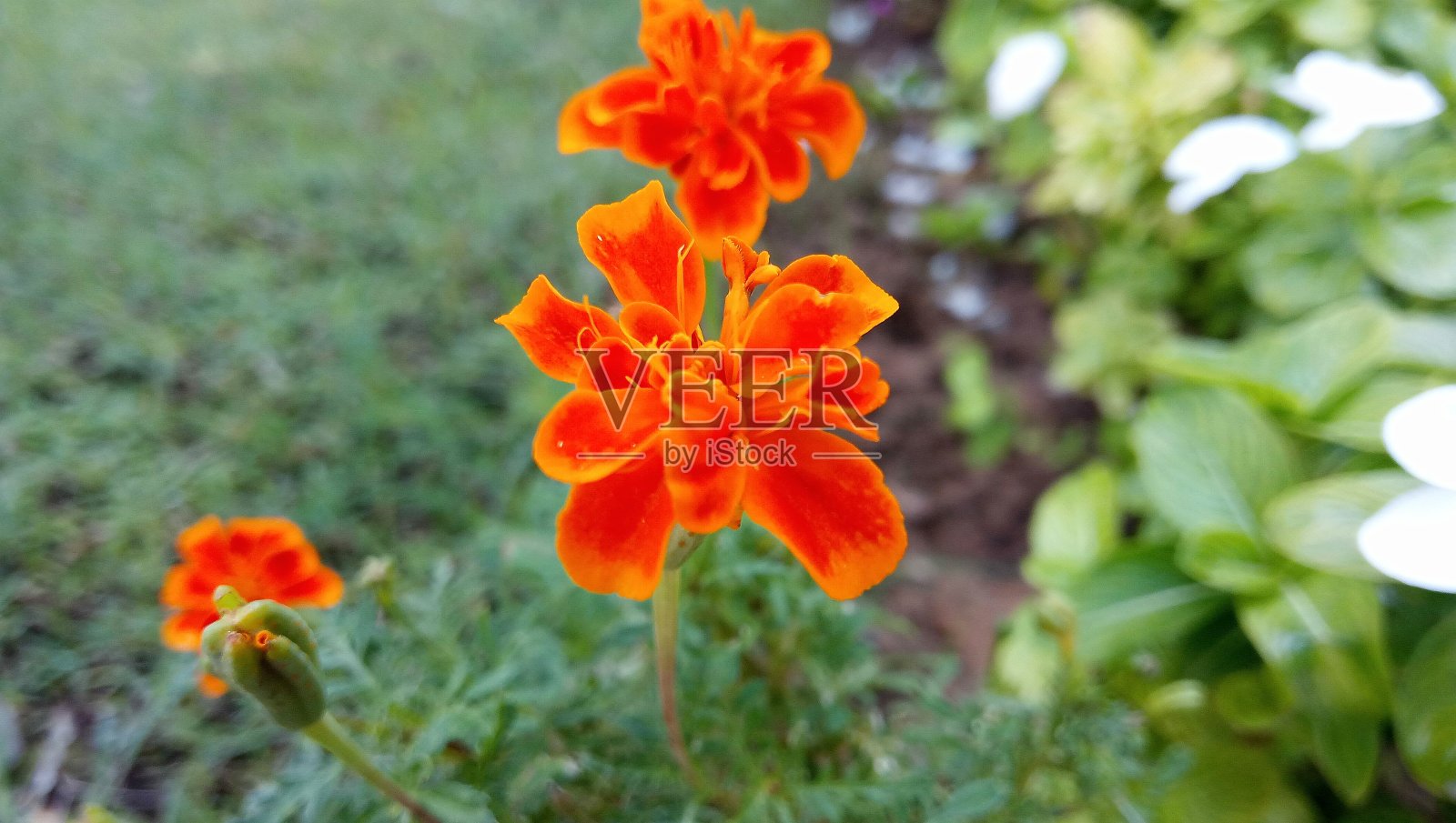 万寿菊鲜花照片摄影图片