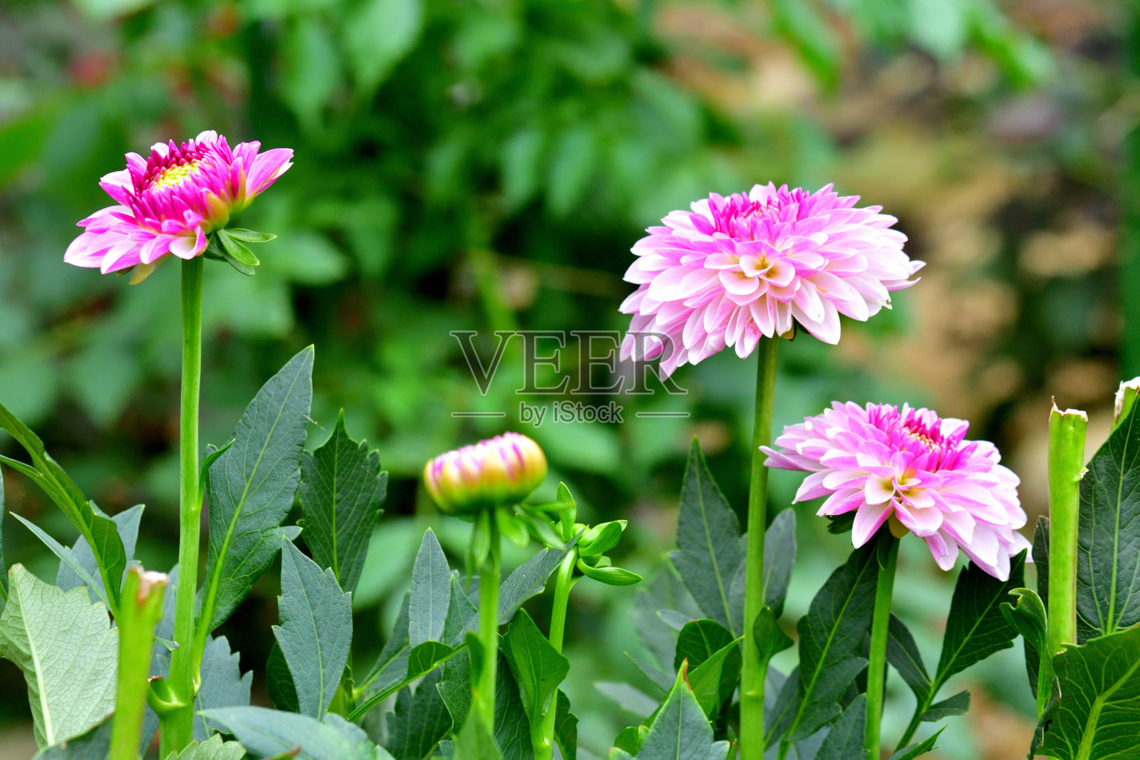 大丽照片摄影图片