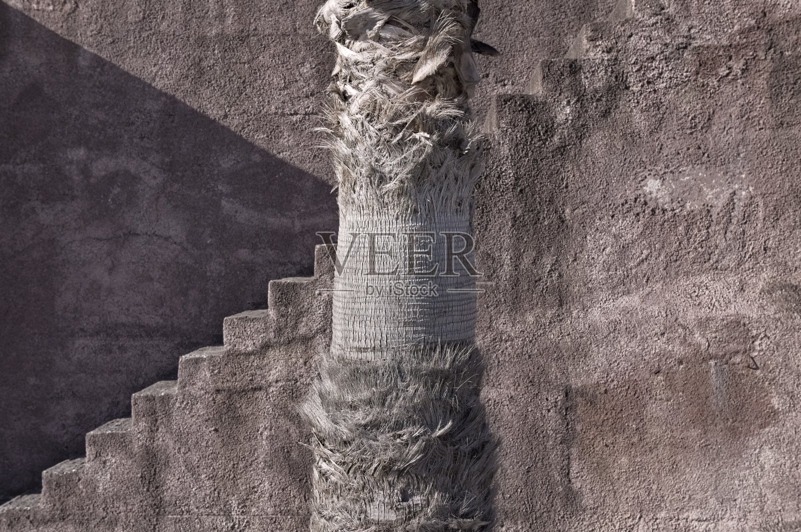 红色混凝土楼梯前孤立的棕榈树树干(马德拉,葡萄牙,欧洲)照片摄影图片