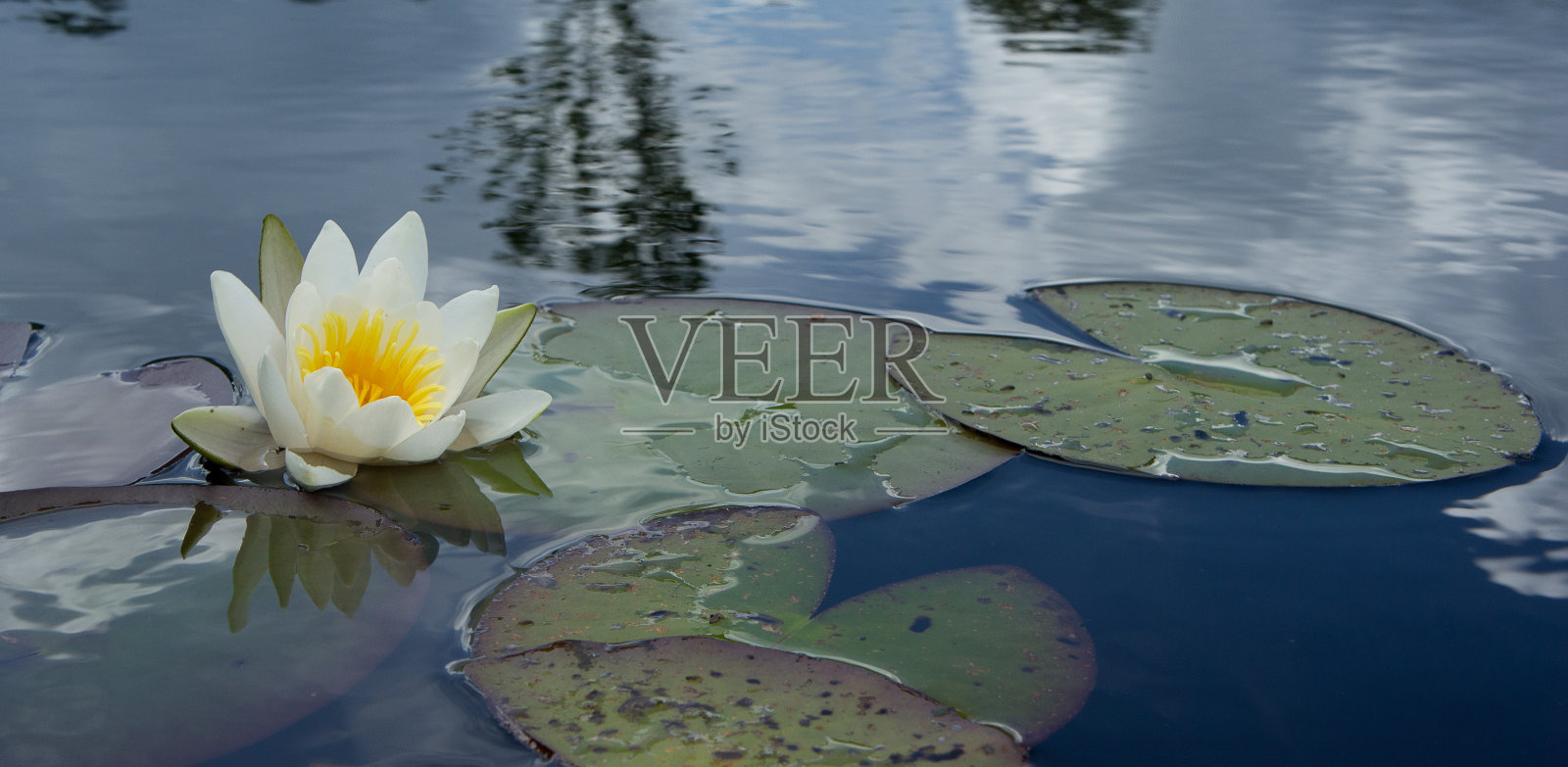 睡莲属alba开花。荷花在绿叶碧水中绽放。沼泽中的白色荷花,带有黄色花粉。在自然沼泽环境中盛开的花朵。照片摄影图片