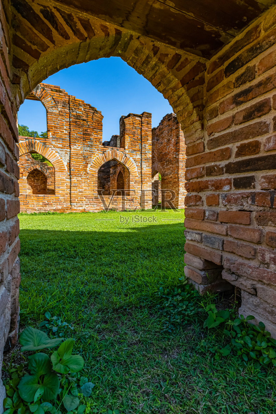 彩色三角梅照片摄影图片
