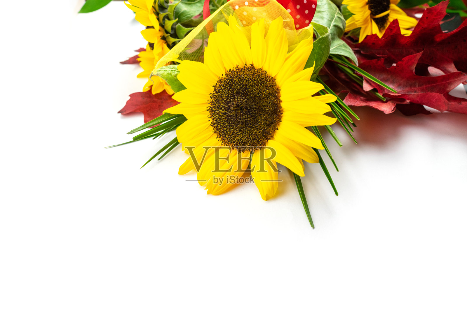 花生日快乐。秋天的花与叶孤立在wh照片摄影图片