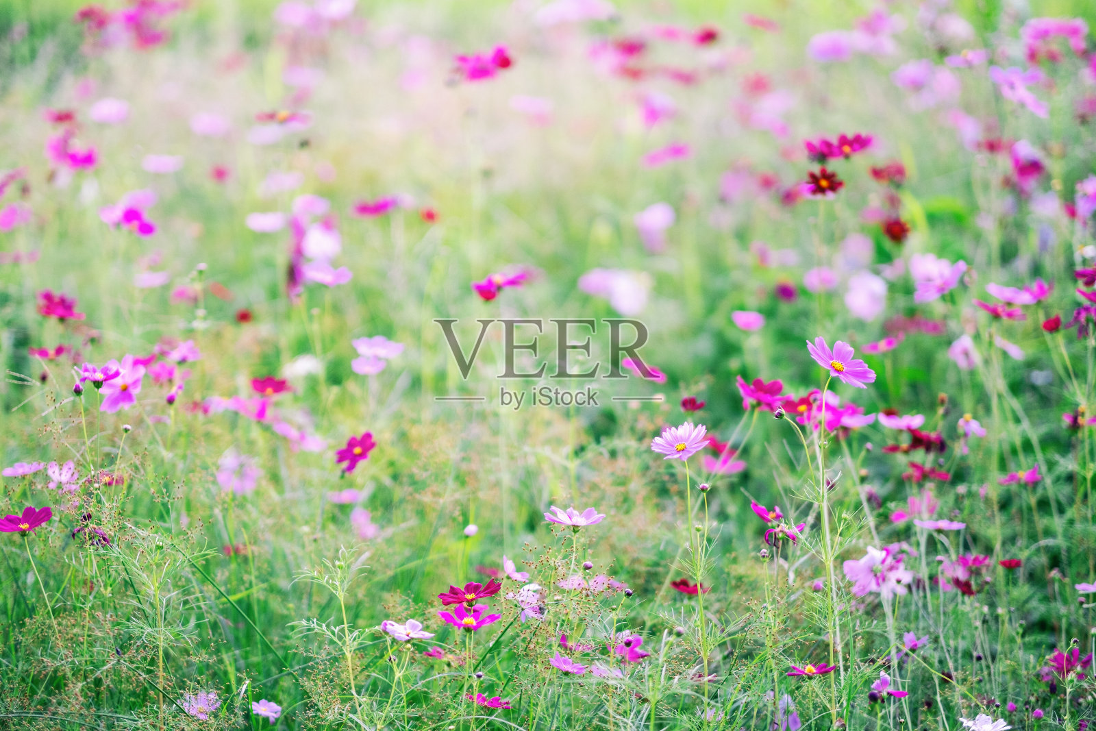 花园里盛开的宇宙花照片摄影图片