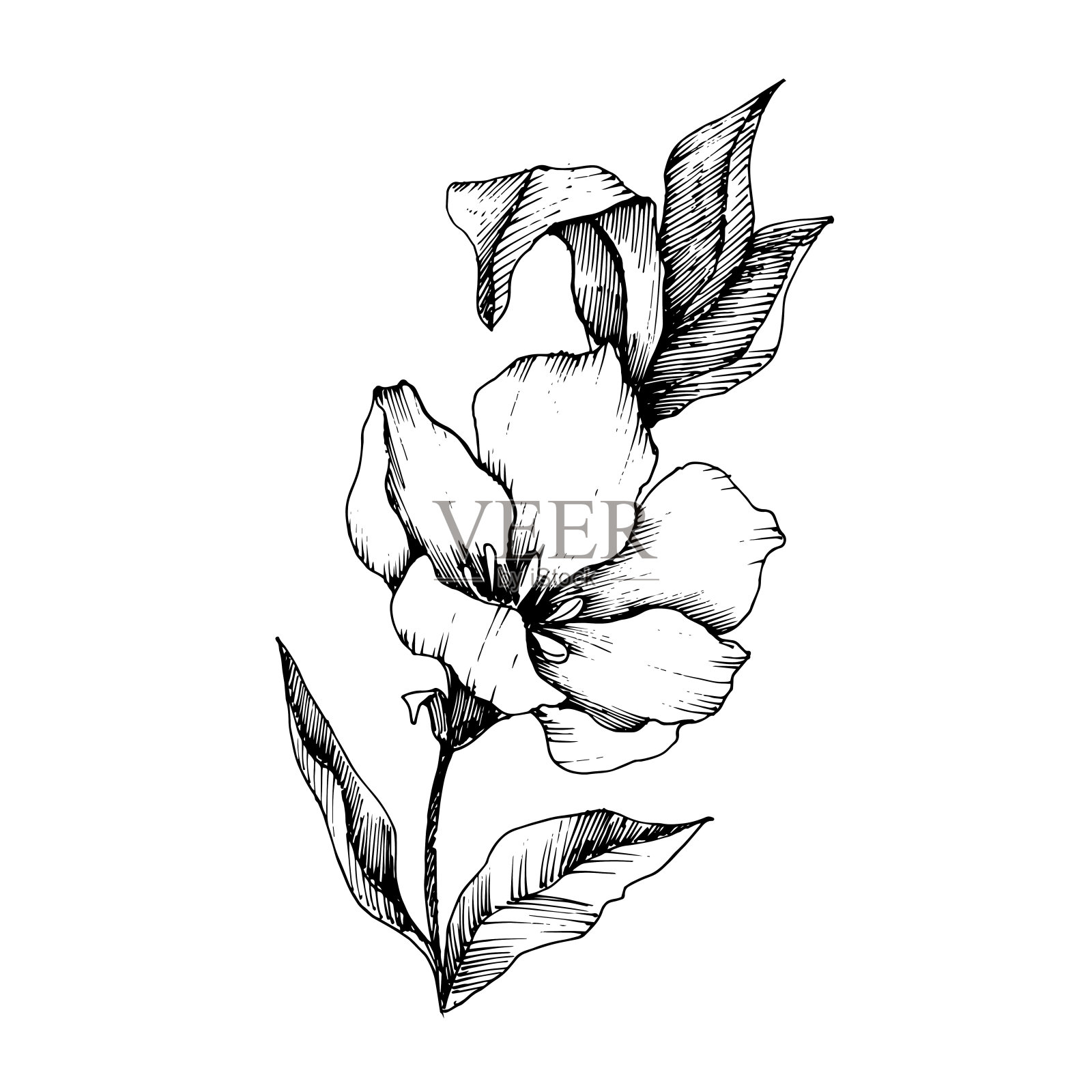 媒介植物花亚麻花。黑白篆刻水墨艺术。孤立的亚麻插图元素。插画图片素材