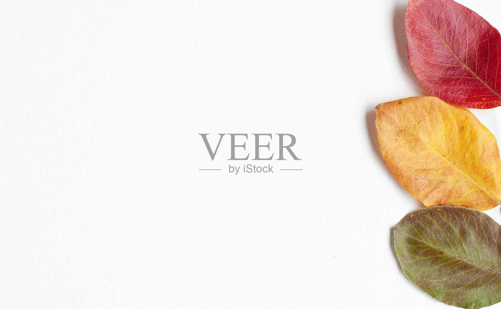 秋叶俯视图照片摄影图片