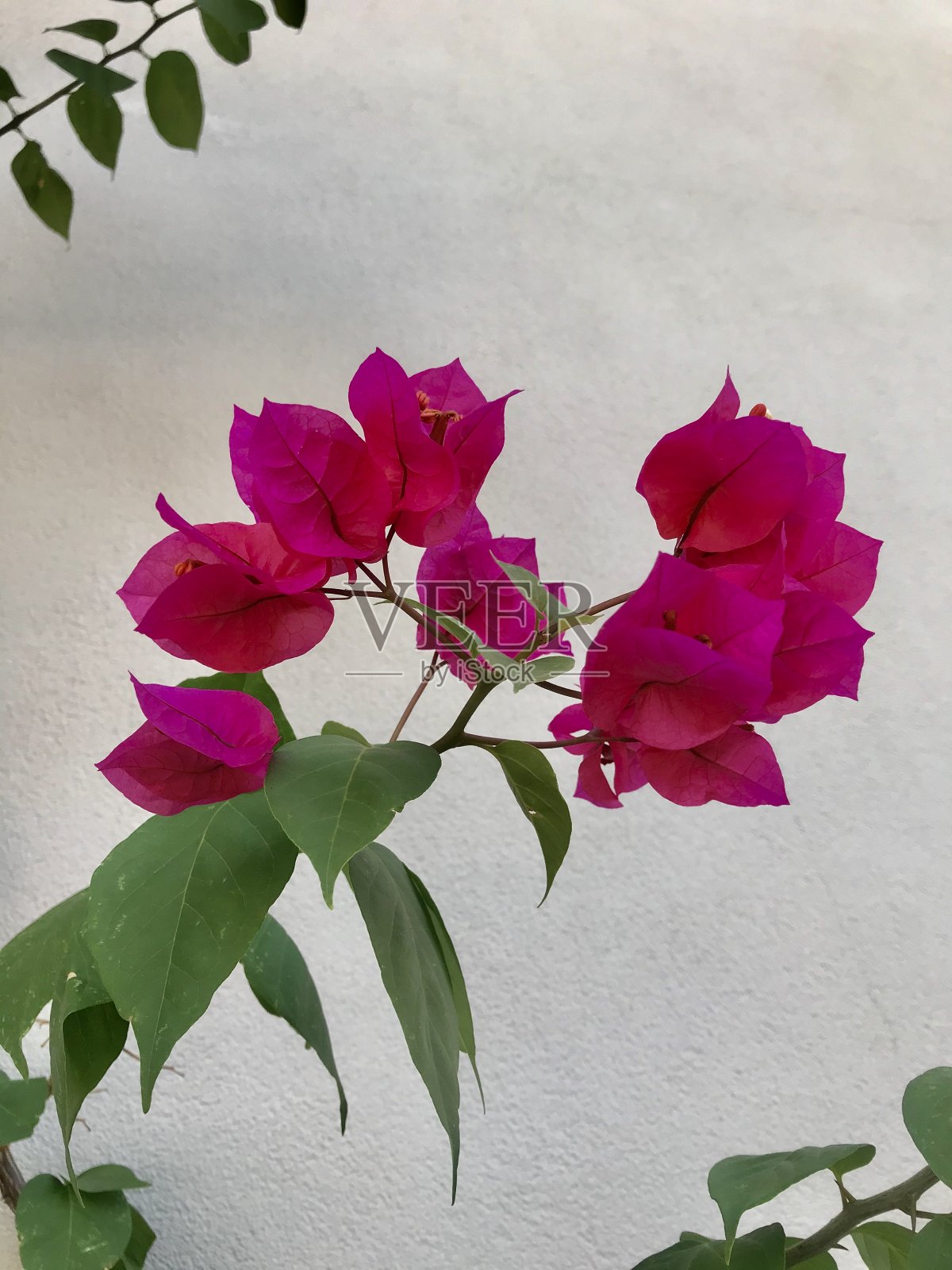 叶子花属照片摄影图片