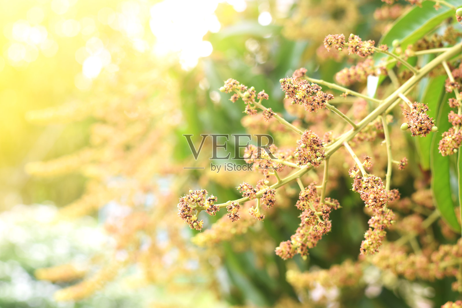 芒果花在夏天盛开照片摄影图片