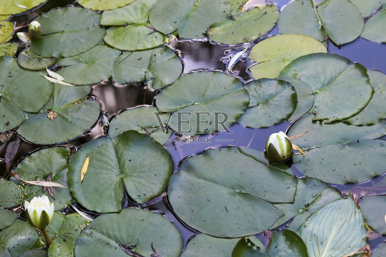 睡莲花园池塘照片摄影图片